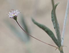 Eriogonum angulosum