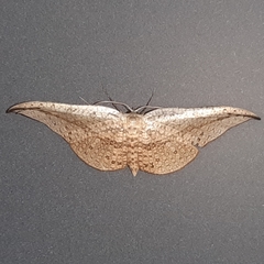 Siculodes substrigata