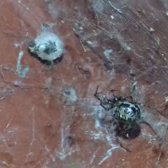 Theridiidae