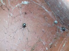 Theridiidae
