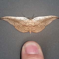 Siculodes substrigata