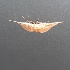 Siculodes substrigata
