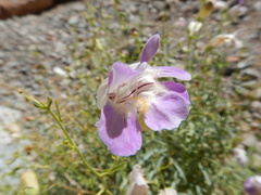 Penstemon fruticiformis