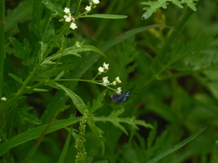 Uranophora terminalis