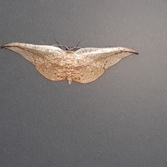 Siculodes substrigata