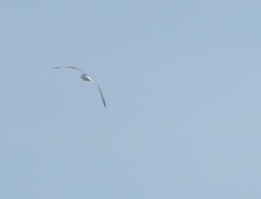 Larus fuscus barabensis