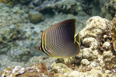 Chaetodon baronessa
