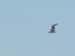 Larus fuscus barabensis