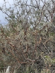 Prosopis alpataco