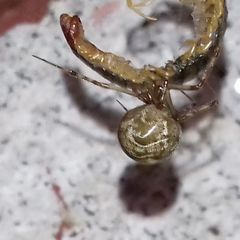 Theridiidae