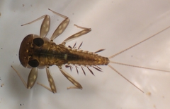 Leucrocuta aphrodite