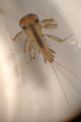 Leucrocuta aphrodite