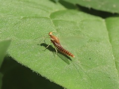 Ephemerella invaria
