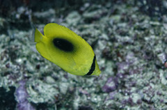 Chaetodon speculum