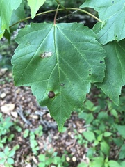 Acer rubrum