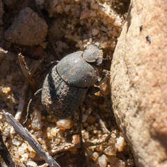 Epirinus flagellatus