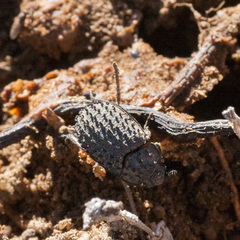Phoberus fascicularis
