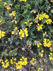 Hippocrepis