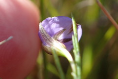 Psoralea oreophila