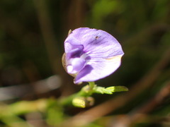 Psoralea oreophila