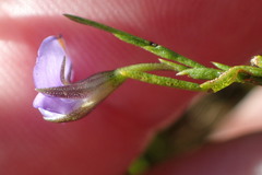 Psoralea oreophila
