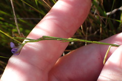 Psoralea oreophila