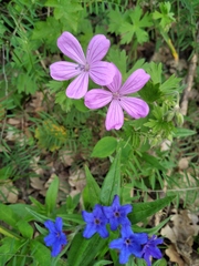 Geranium asphodeloides tauricum