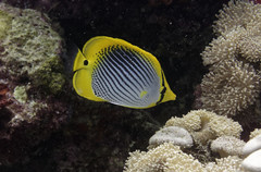 Chaetodon ocellicaudus