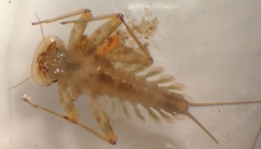 Epeorus fragilis