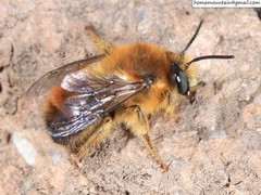 Anthophora plagiata