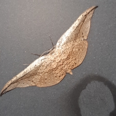 Siculodes substrigata