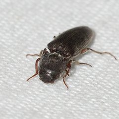 Melanotus opacicollis