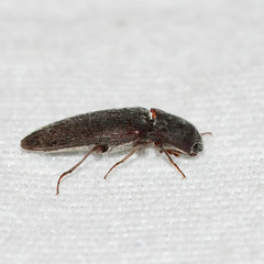 Melanotus opacicollis