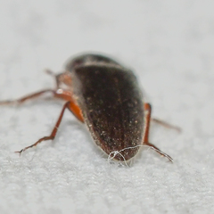 Melanotus opacicollis
