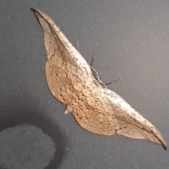 Siculodes substrigata