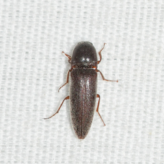 Melanotus opacicollis
