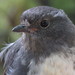 South Island Robin - Photo (c) bradley_birdsnz, some rights reserved (CC BY-NC)