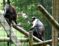Cercopithecus diana