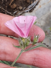 Convolvulus cantabrica image