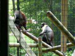 Cercopithecus diana