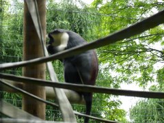 Cercopithecus diana