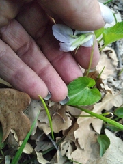 Viola sieheana
