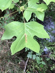 Liriodendron tulipifera