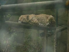 Panthera pardus tulliana