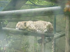 Panthera pardus tulliana