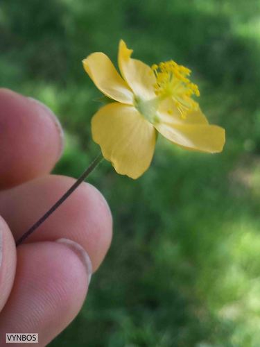 Abutilon grantii (Abutilon grantii)