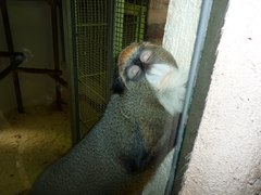 Cercopithecus neglectus