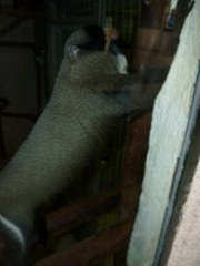 Cercopithecus neglectus