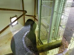 Cercopithecus neglectus