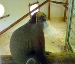 Cercopithecus neglectus